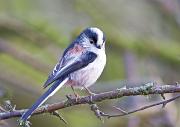 Schwanzmeise - Long-tailed Tit  (Aegithalos caudatus)